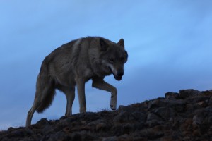 Wolf Totem 05